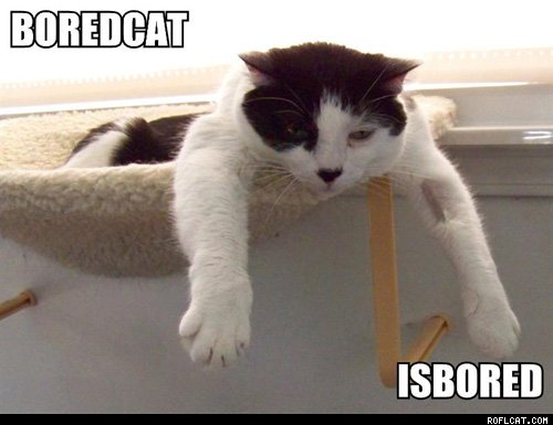 Bored_Cat_Is_Bored